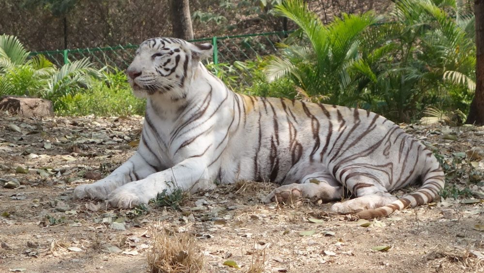 Visit To The Zoo | International School In Hyderabad