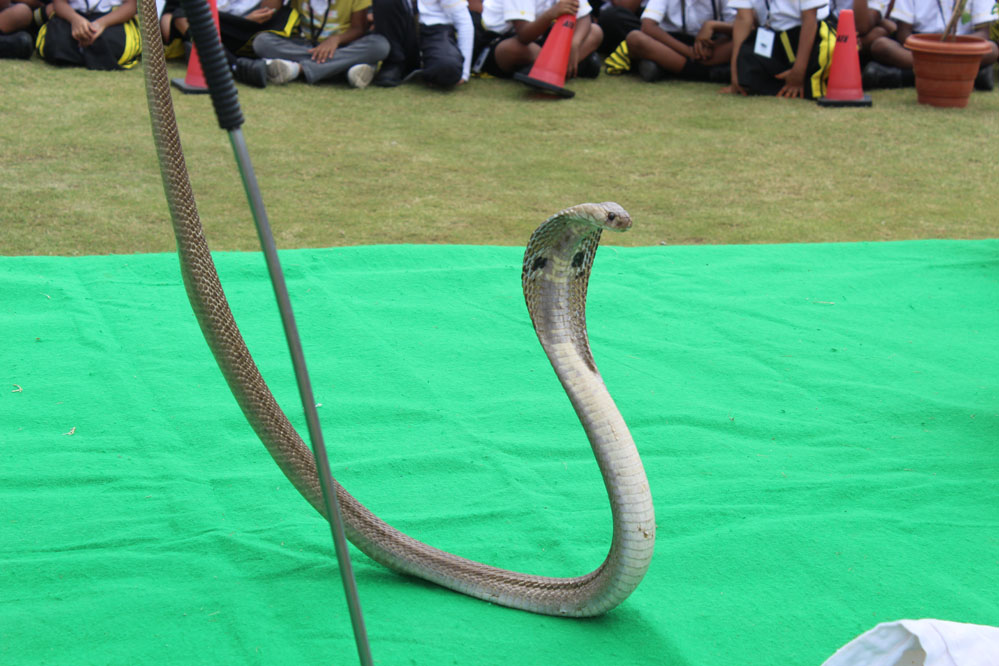 The Gaudium International School Hyderabad World Snake Day 2019 7